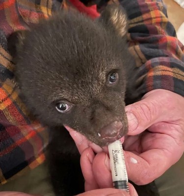 A baby black bear rescued on the weekend near Sudbury is now being housed and fed at the Bear With Us sanctuary in Muskoka. The cub is less than three months old and weighs under five pounds.