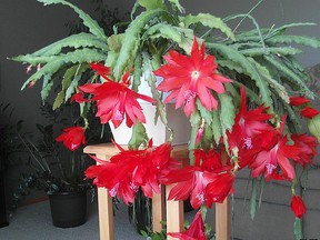 Shown is the rarely seen authentic Easter cactus in flower. (Rhipsalidopsis gaertneri) (PHOTO BY TED MESEYTON)