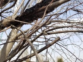 An example of the fungal tree disease black knot. Black knot should be pruned away 6-8 from the infected area. Photo by the City of Fort Saskatchewan.