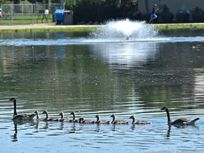 Get your ducks in order, or in this case your geese and goslings, as they cruise across the lake at Hawrelak Park in Edmonton on July 17, 2018.