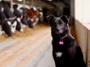 Farm dogs topped this list of 53 things making farm folks happy when they need it most. (Photo by Diana Martin)