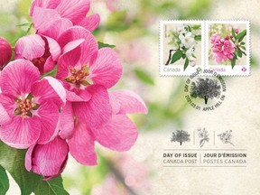 Canada Post released its crab apple floral stamp with a first-day issue cancellation stamp from Apple Hill, North Glengarry on March 1, 2021. Handout/Cornwall Standard-Freeholder/Postmedia Network

Handout Not For Resale