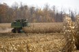 Grain farming