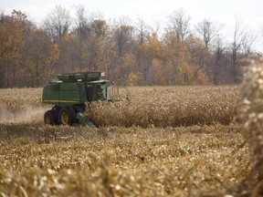 Grain farming