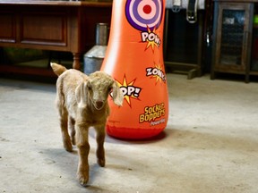 Lola, an orphaned baby goat, is the new mascot for a fundraiser for the Airdrie Health Foundation. Photo by Kelsey Yates