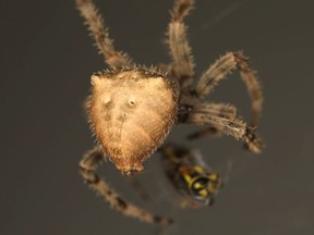 APL’s Paws, Feathers, and Scales program has an exciting lineup of four legged, eight legged, and winged creatures. Courtesy of Dan Johnson