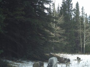 Wolves from the Bow Valley Wolf Pack captured in 2019 on a remote camera. Photo courtesy of Parks Canada.