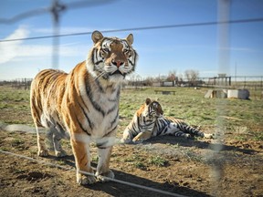 Tigers rescued from a park run by "Tiger King" Joe Exotic look on while in an enclosure of the Wild Animal Sanctuary on April 5, 2020 in Keenesburg, Colo. Hastings County politicians are pressing Ontario and Canada for new, tighter legislation governing the ownership, trade and use of exotic animals.