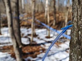 Plastic spiles drain sap from maple trees at Jenna and Joel Dennis' property Sunday, March 21, 2021 near Madoc, Ont. Luke Hendry/The Intelligencer/Postmedia Network
FOR PAGINATORS:
Plastic spiles drain sap from maple trees at Jenna and Joel Dennis' property.