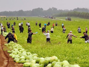 A group of migrant workers harvested a watermelon patch on Highway 3 west of Simcoe last summer. -- Postmedia file photo