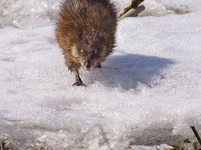 A muskrat forages for food near Long Point, Ontario on Monday March 8, 2021. Brian Thompson/Brantford Expositor/Postmedia Network