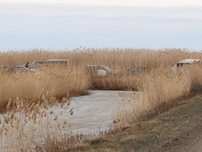 Several OPP vehicles and officers were on scene March 18 conducting an investigation in a marsh area in the south end of Walpole Island First Nation where human remains were discovered on March 17. Ellwood Shreve/Postmedia Network