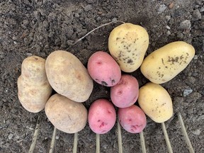 Pound for pound, potatoes are the best vegetable for the money, says gardening expert John DeGroot. John DeGroot photo