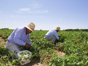 Medical officer of health says he was "aghast" after learning the federal government's new guidelines to protect temporary foreign workers, many of them in agriculture, does not include vaccinations upon arrival in Canada. File photo/Postmedia Network