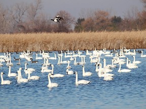 Tundra swans spotted at the St. Clair National Wildlife Area near Pain Court in December 2017. File photo/Ellwood Shreve