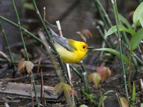The prothonotary warbler, a small songbird, is being cited in a Nature Conservancy of Canada study into Lake Erie's north shore as a species at risk. The study says a large part of Southwestern Ontario's ecosystem is in crisis, mostly because of the region's intensive agriculture and because growing cities are eroding its natural areas. File photo/Handout/Greg Piasetzki