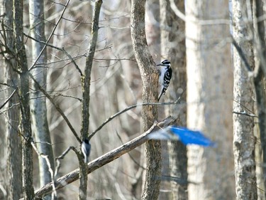 A woodpecker perches on a tree on Sat. March 20, 2021 in Summerstown Forest, Ont. Jordan Haworth/Cornwall Standard-Freeholder/Postmedia Network