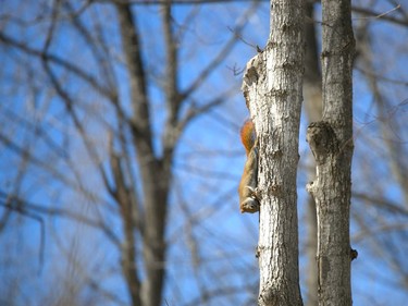 A squirrel perches on a tree on Sat. March 20, 2021 in Summerstown Forest, Ont. Jordan Haworth/Cornwall Standard-Freeholder/Postmedia Network