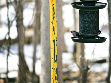 A bird perches on a feeder on Sat. March 20, 2021 in Summerstown Forest, Ont. Jordan Haworth/Cornwall Standard-Freeholder/Postmedia Network
