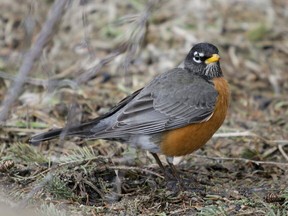 A robin looks for food underneath a pine tree.