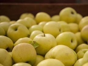 cropped-Apple-Land-51