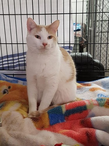 MEET Mercury!  Male/neutered d.o.b. July 2019. Mercury considers himself to be a Zen Master where he lives fully in each moment. He loves to be petted, brushed, and cuddled... and is looking for his fur-ever home where he will be "King". He is not too fond of other cats, so is seeking a home where he can have full attention while living a peaceful and serene life. Hanna SPCA photo