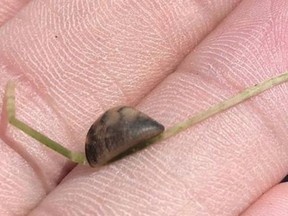 Zebra mussels are an invasive, fingernail-sized mollusk named for their dark, zig-zagged stripes. Postmedia File Photo