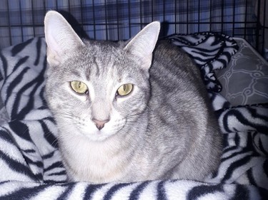 Meet Harmony date of birth August 2020. Harmony is a talkative and very busy that came in with her cuddle buddy Auburn. She is fine with other cats and good with dogs. She would settle into any home after a short adjustment period. Hanna SPCA photo