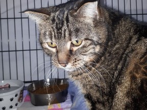 Meet Kendra born in 2016. This sweet, quiet, big girl came to us when her person passed away. Very shy at first she has come a long way, even demanding pets at times. She is good with dogs and other cats. A quiet home would suit her best. Hanna SPCA photo
