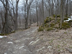 The trail that runs along the Cole's Sideroad unopened road allowance in Georgian Bluffs.