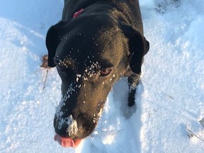 The spacious quiet and unhurried time during the lockdown has allowed Susan Young’s enjoyment of simple details to blossom, such as watching her dog play in the snow.