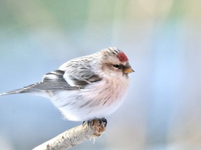 If you feed winter birds you have likely noticed that redpolls, siskins and pine grosbeaks are common one year and rare the next.  These winter finches all eat tree seeds and they spend the winter in areas where conifer, birch and Manitoba maple seeds are most abundant.