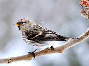 A female common redpoll makes a stop in Kingston in March.