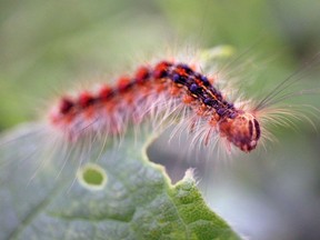 Gypsy moth caterpillar. (STEVE SAUDER photo)