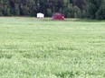 A pea field in full bloom in Northeast Saskatchewan. Photo Susan McNeil.