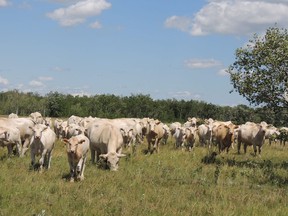 Cattle grazing in a pasture. (supplied photo)