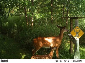 A whitetail doe and newborn fawn visit the author's backyard deer feeder during spring of 2015.