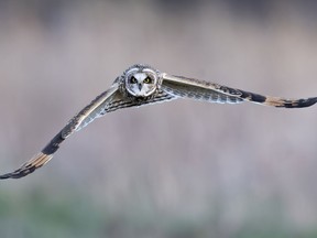 A Short-eared Owl in flight. Bernd Krueger and Liz Reeves spotted one of these owls near Cobden in mid-February.