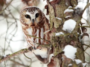 Closeup of a Saw-Whet Owl in a snowy tree.

Not Released