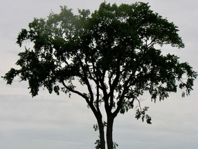 Bonnie's Tree
(Doug Reberg photo)