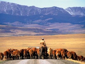 Cattle drive on a road with the eastern slopes of the Alberta Rockies in the background. PHOTO BY POSTMEDIA ARCHIVES