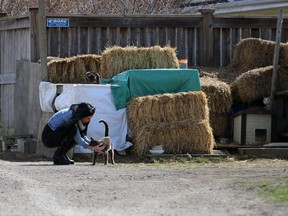 Julie Medeiros pets one of the cats living at a volunteer-run facility for feral cats on Thursday March 25, 2021 in Petrolia, Ont. (Terry Bridge/Sarnia Observer)