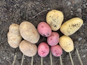 Pound for pound, potatoes are the best vegetable for the money, says gardening expert John DeGroot. John DeGroot photo