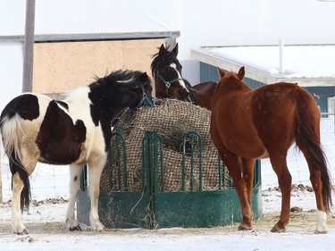 A group of horses snack on a bale of hay at a farm in the Lively area on Monday March 1, 2021. John Lappa/Sudbury Star/Postmedia Network