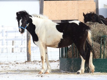 A horse chews on hay at a farm in the Lively area on Monday March 1, 2021. John Lappa/Sudbury Star/Postmedia Network