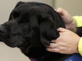 Delray is an accedited facility dog at the EMS Callingwood Station in Edmonton. File photo