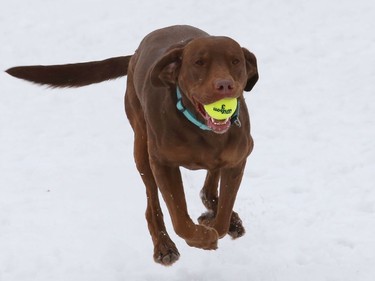 Penny the lab retrieves a ball while playing at Delki Dozzi Memorial Park in Sudbury, Ont. on Wednesday March 3, 2021. John Lappa/Sudbury Star/Postmedia Network