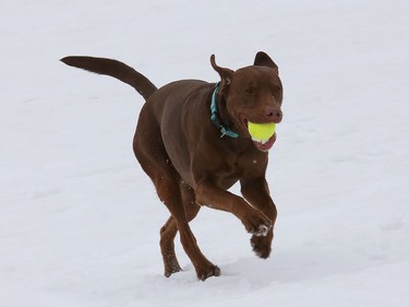 Penny the lab retrieves a ball while playing at Delki Dozzi Memorial Park in Sudbury, Ont. on Wednesday March 3, 2021. John Lappa/Sudbury Star/Postmedia Network