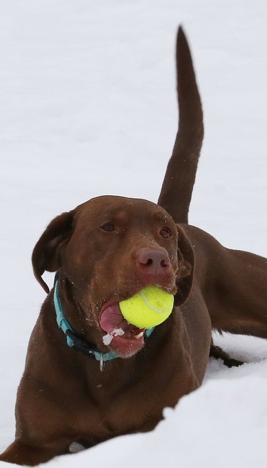 Penny the lab retrieves a ball while playing at Delki Dozzi Memorial Park in Sudbury, Ont. on Wednesday March 3, 2021. John Lappa/Sudbury Star/Postmedia Network
