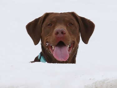 Penny the lab peers over a snowbank while taking a break from retrieving a ball at Delki Dozzi Memorial Park in Sudbury, Ont. on Wednesday March 3, 2021. John Lappa/Sudbury Star/Postmedia Network
